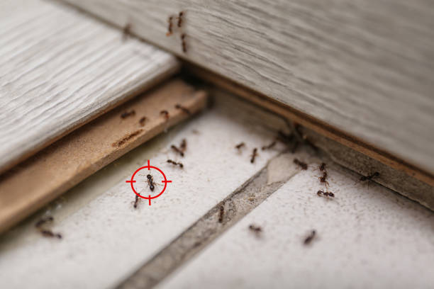 Best Pest Control Near Me  in Desnso, CA