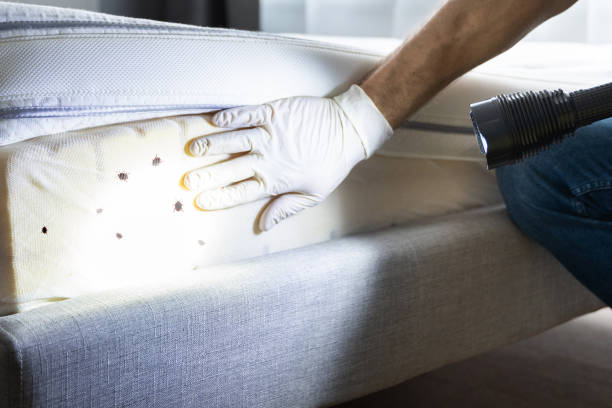 Wasp Removal Services in Descanso, CA