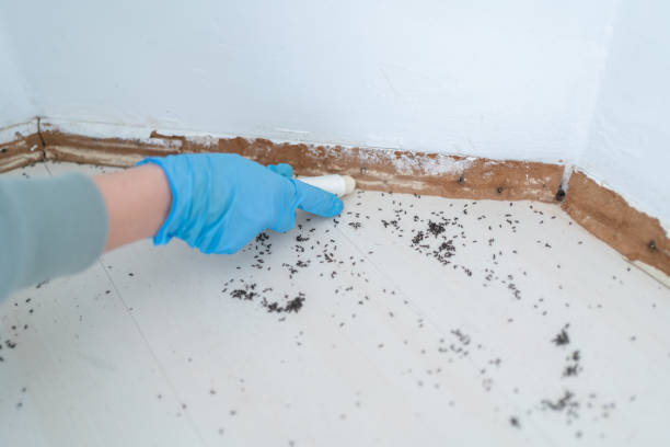 Best Termite Control Services  in Desnso, CA