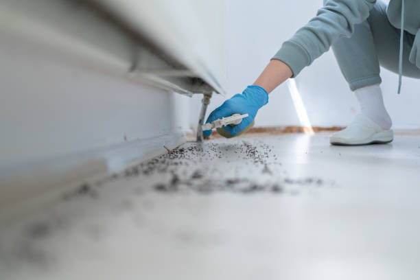 Best Pest Inspection Near Me  in Desnso, CA
